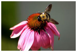 bumblebeeonconeflower.jpg