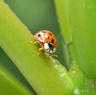 ladybug.jpg