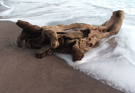 mauidriftwood.jpg
