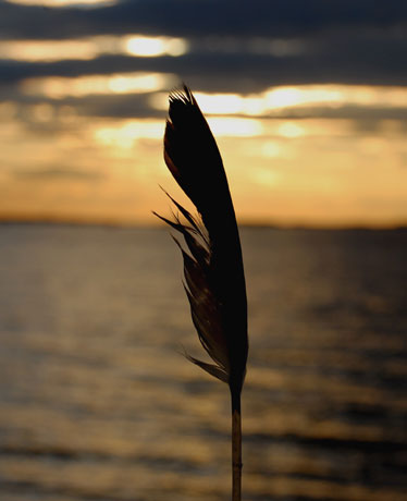 beachfeather.jpg