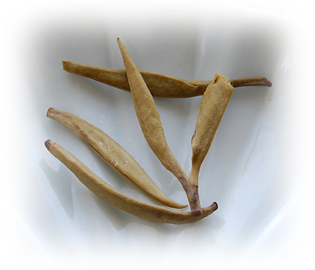 jasminedownywhitewet011709