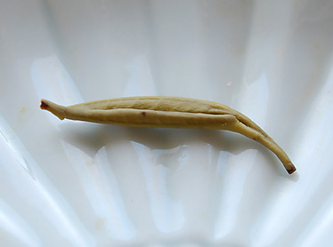 sparrowstonguewet2022809