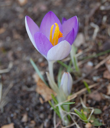 crocus2031409