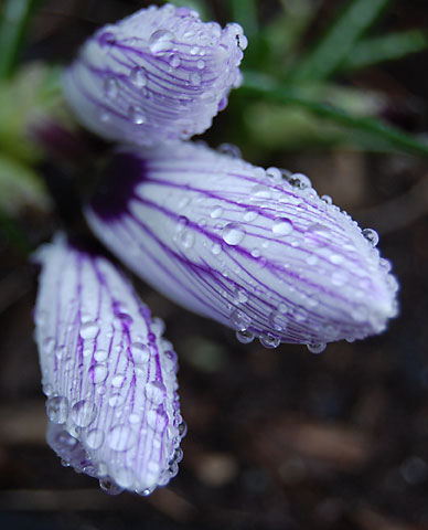 crocusrain1040509