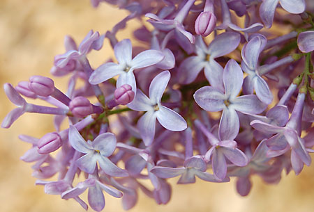 Lilac051009