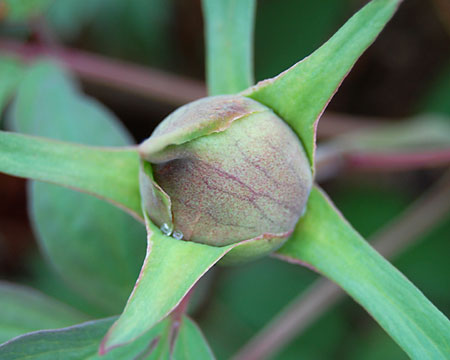 peonybud050109