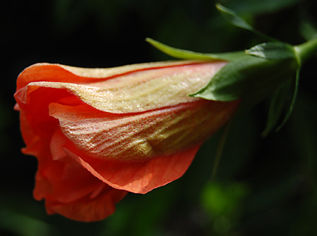 HibiscusOpening071609