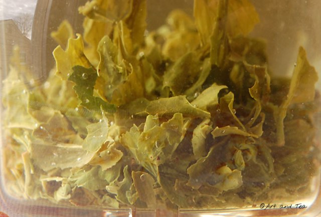 SpringHarvestSenchaSteep011