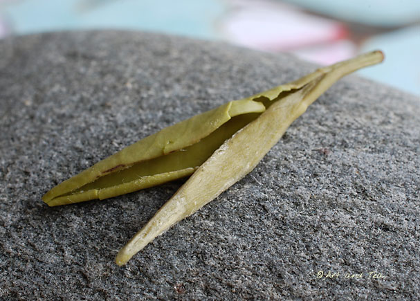 GreenNeedleWet030213