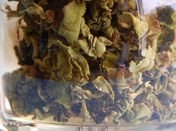 ThaiOolongSteep072013