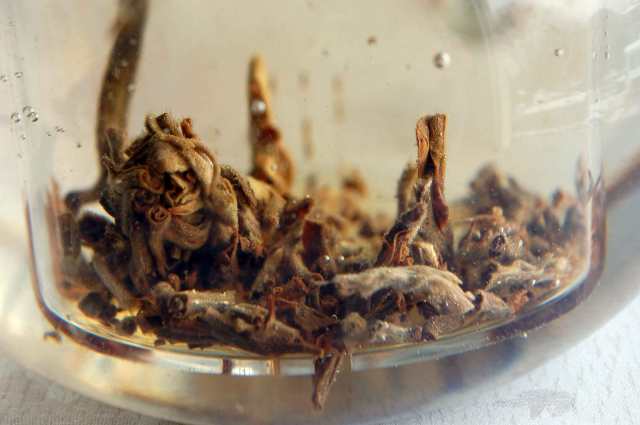 Green Puerh Tuo Cha Steep 01-25-14