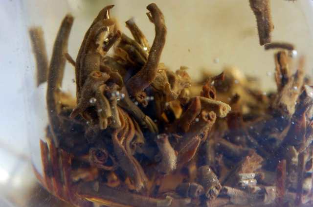 Green Puerh Tuo Cha Steep2 01-25-14